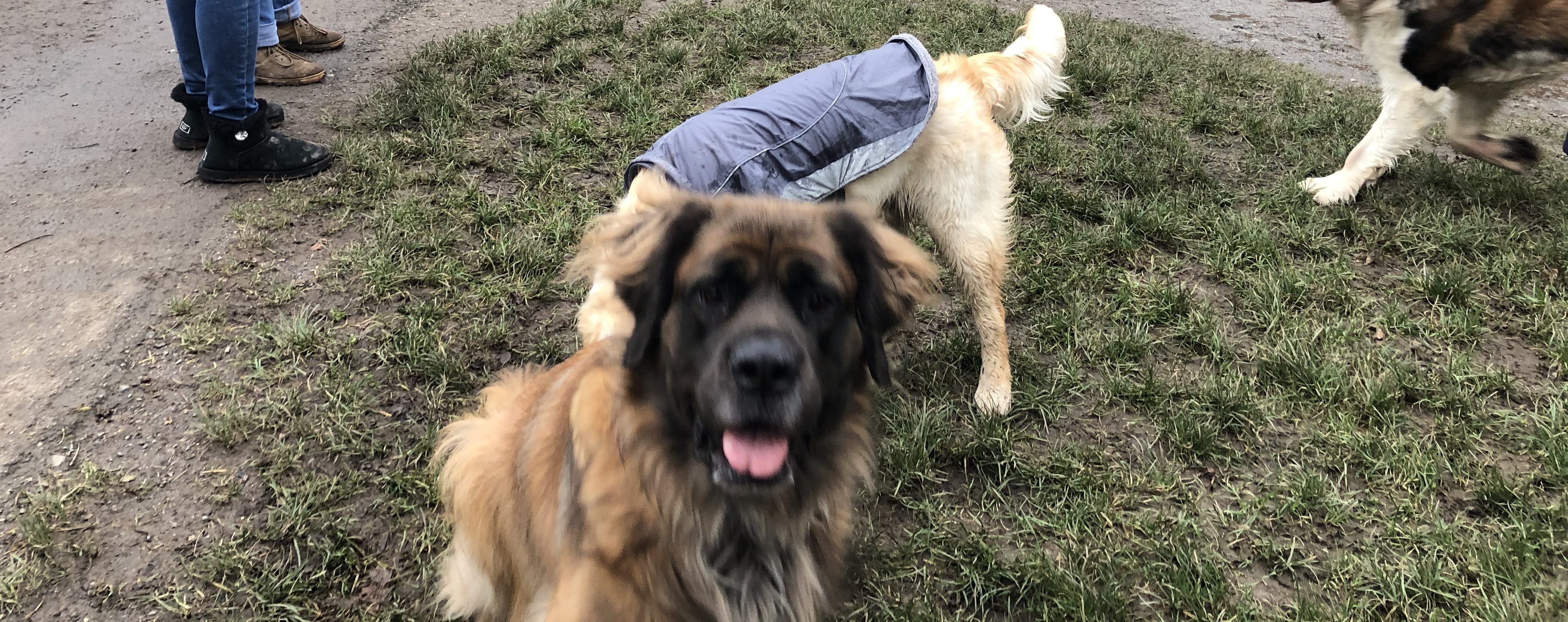 D4Dog Walking, Training and Behaviour Support -Newton Abbot & TQ12